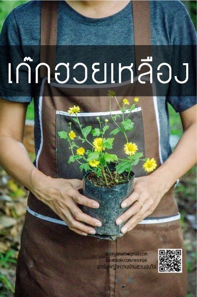 ต้นเก๊กฮวย | ฟาร์มหญ้าหวาน บ้านสวนอุ่นใจ - เมืองเลย เลย