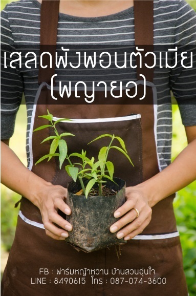 เสลดพังพอนตัวเมีย (พญายอ)