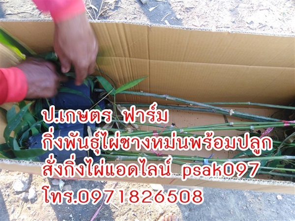 พันธุ์ไผ่ซางหม่นพร้อมปลูก | ร้าน ป.เกษตร ฟาร์ม - บ้านด่านลานหอย สุโขทัย