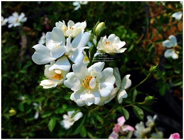 White Dwarf rose