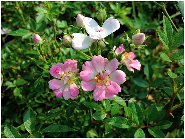 Pink Dwarf rose