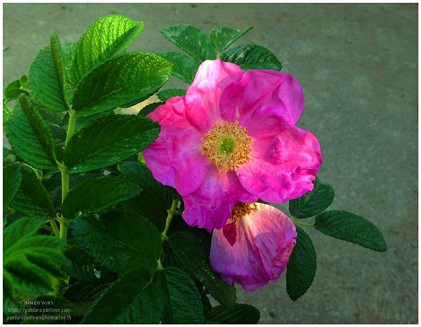 Rosa Rugosa | พันธุ์ดาหลา - เมืองเชียงใหม่ เชียงใหม่