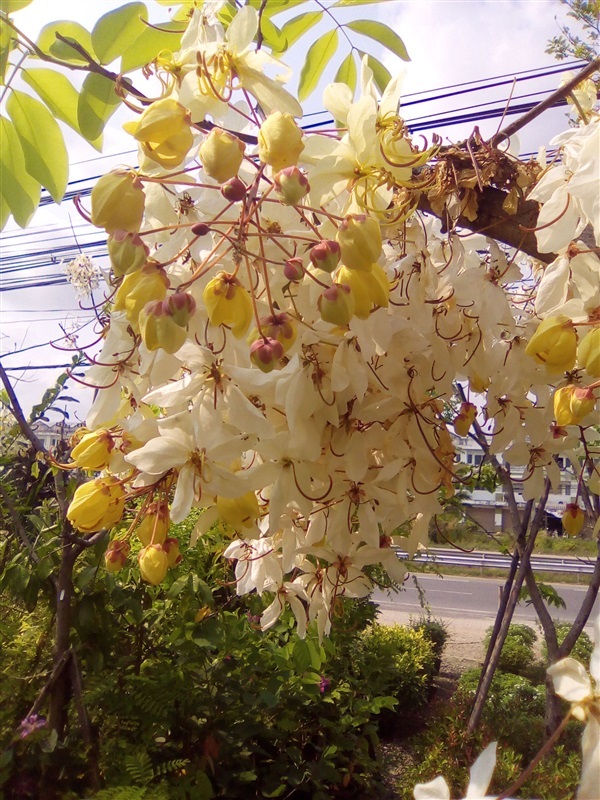 คูนขาว ดอกหอม รัตนพฤกษ | เมล็ดพันธุ์ดี เกษตรวิถีไทย - เมืองระยอง ระยอง
