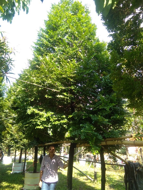 ต้นล่ำซำ | นรินทร์พันธุ์ไม้ - เมืองปราจีนบุรี ปราจีนบุรี