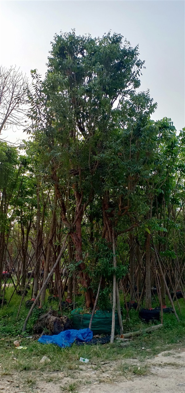 ต้นเสม็ดแดง | สวนนพดลพันธุ์ไม้ - บ้านนา นครนายก