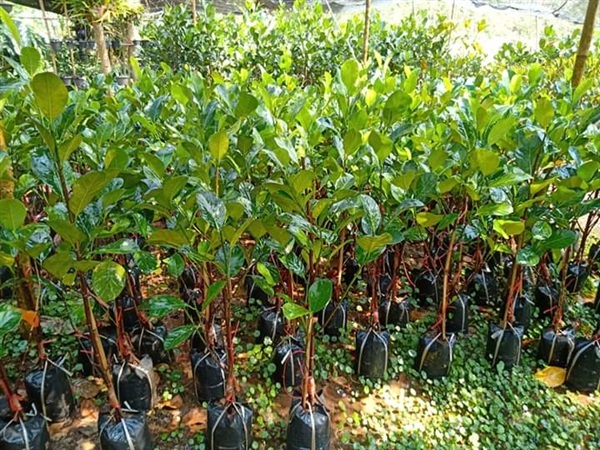 ขายต้นขนุนทาบกิ่ง | สวนอานนท์ - กาญจนบุรี