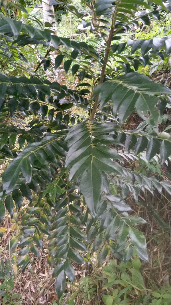 ใบแกง, ใบกะหรี่, curry leaf tree | ailun farm - เบตง ยะลา