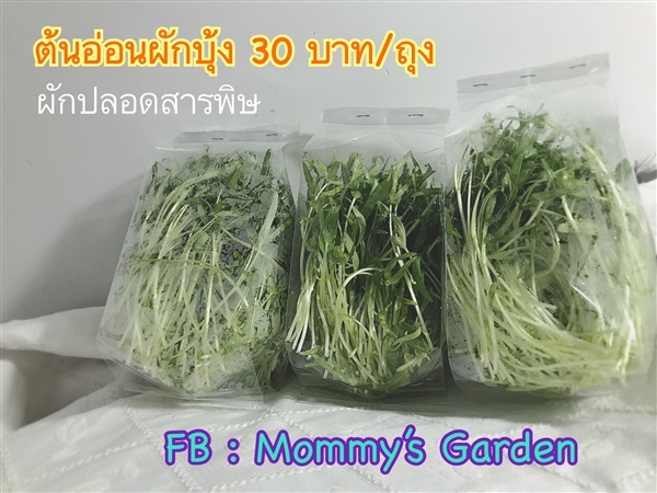 ต้นอ่อนผักบุ้ง | Mommy's Garden - จตุจักร กรุงเทพมหานคร