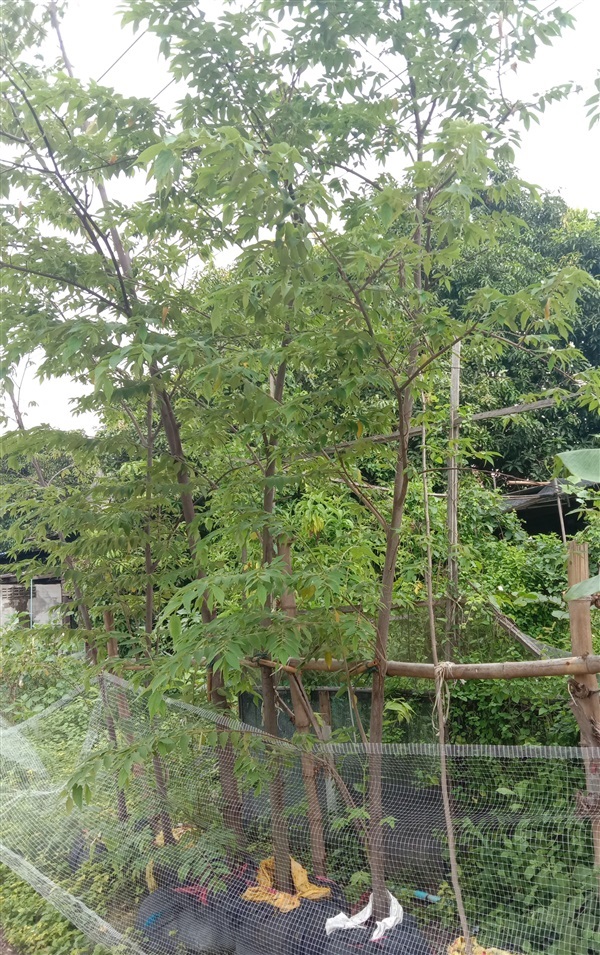 ต้นตะขบไทย ไม้ล้อมต้นตะขบ | สวนป้าดำ - พระนครศรีอยุธยา พระนครศรีอยุธยา