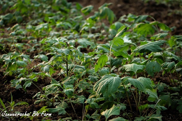 ต้นกล้าจิงจูฉ่ายแบบไร้ดิน | Janweerachai Bio Farm - สองพี่น้อง สุพรรณบุรี