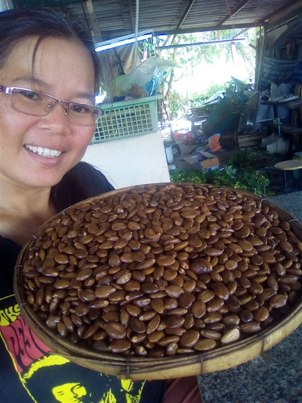 เมล็ดพิกุลทองพร้อมเพาะจำนวนมาก | เมล็ดพันธุ์ดี เกษตรวิถีไทย - เมืองระยอง ระยอง