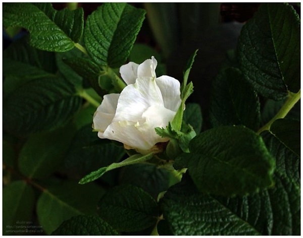 Rosa Rugosa