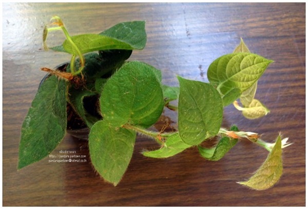 แนบอุรา (Ficus  villosa) | พันธุ์ดาหลา - เชียงใหม่