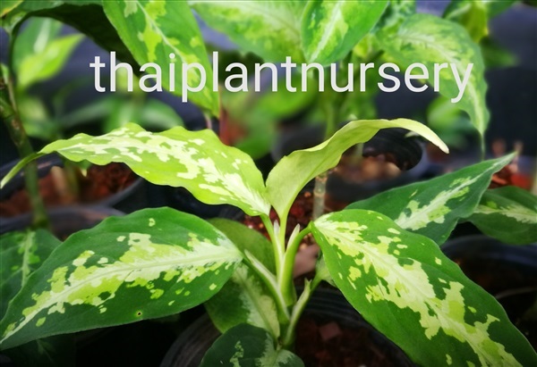 เสือพรานสามสี Aglaonema picture tricolor | ThaiPlantNursery -  กรุงเทพมหานคร