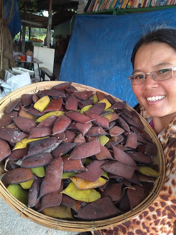 เมล็ดฝางพร้อมเพาะจำนวนมาก | เมล็ดพันธุ์ดี เกษตรวิถีไทย - เมืองระยอง ระยอง