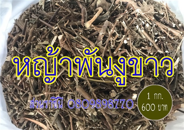 หญ้าพันงูขาว | สวนราชินี จ.กำแพงเพชร -  กำแพงเพชร