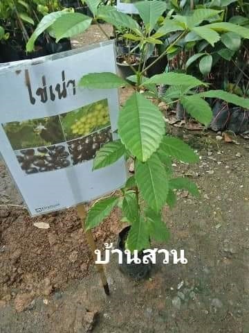 ต้นไข่เน่า