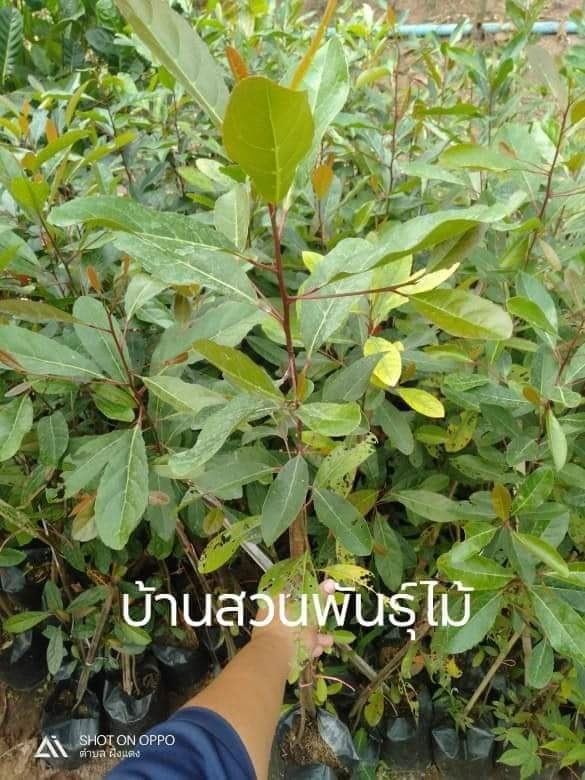 มะกอกน้ำ | บ้านสวนพันธุ์ไม้ - นากลาง หนองบัวลำภู