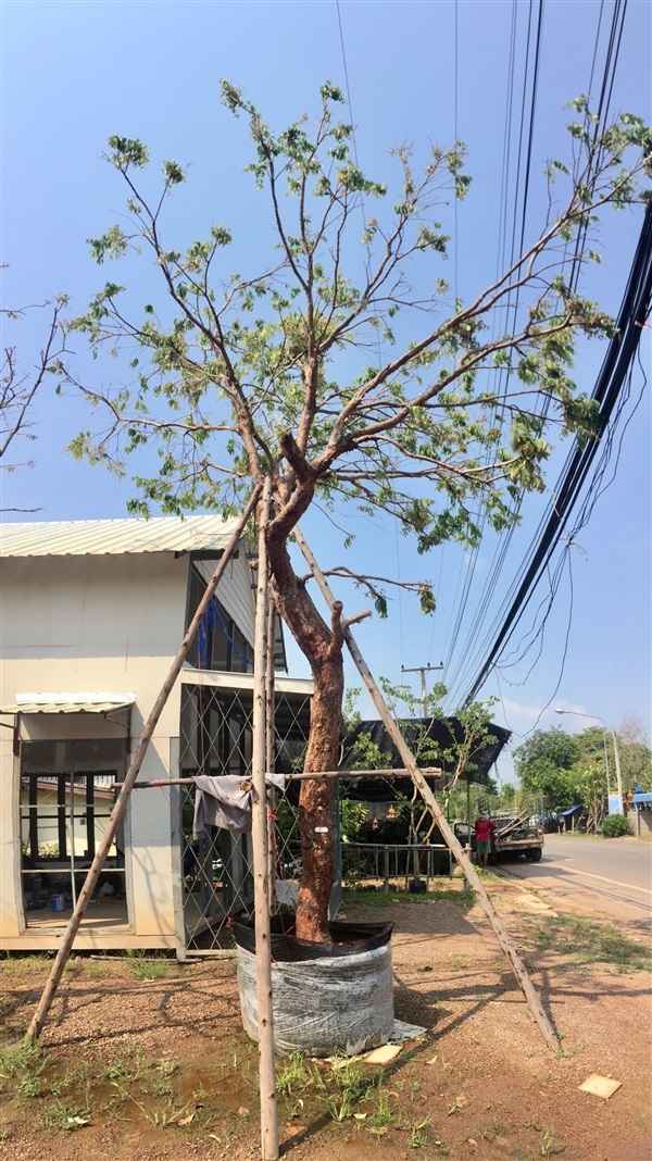 ต้นเสม็ดแดง ปิดการขาย | ร้านโมกป้าแต๋น - เมืองปราจีนบุรี ปราจีนบุรี