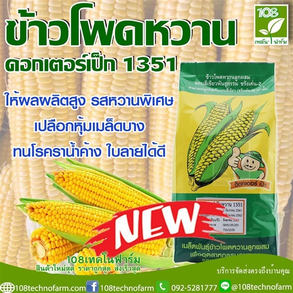 ข้าวโพดหวานด็อกเตอร์เป็ด SM 1351