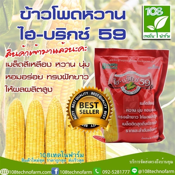 ข้าวโพดหวานไฮ-บริกซ์ 59