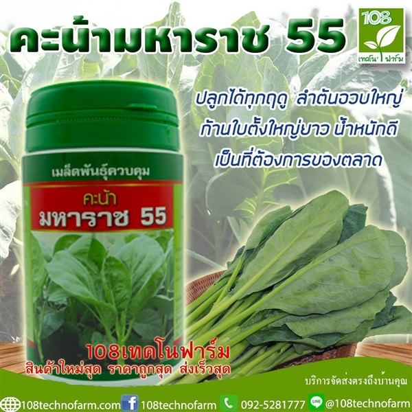 คะน้า มหาราช55