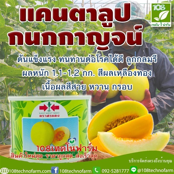 แคนตาลูป กนกกาญจน์