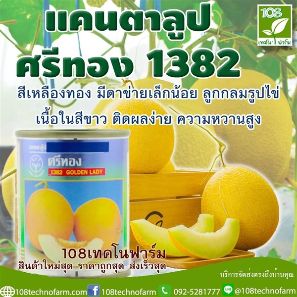 แคนตาลูป ศรีทอง1382