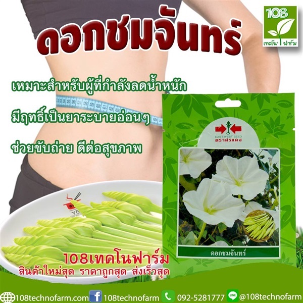 ดอกชมจันทร์