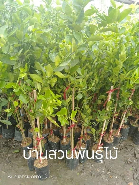 มะนาวไข่ | บ้านสวนพันธุ์ไม้ - นากลาง หนองบัวลำภู