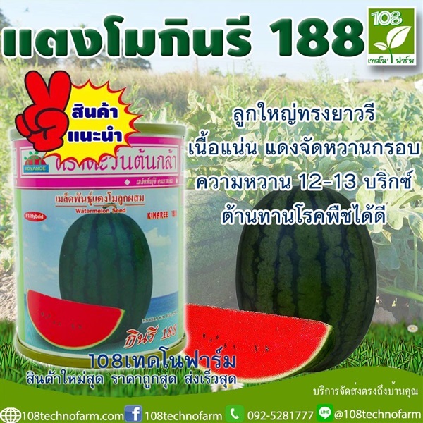 แตงโมกินรี 188 | 108เทคโนฟาร์ม - มหาราช พระนครศรีอยุธยา