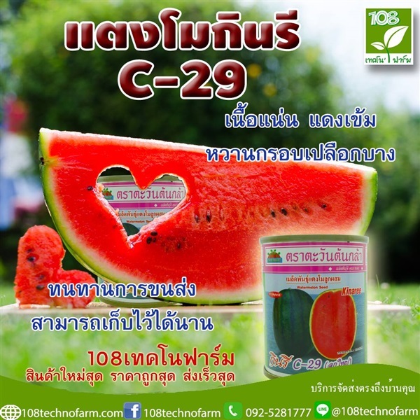 แตงโมกินรีC-29 | 108เทคโนฟาร์ม - มหาราช พระนครศรีอยุธยา