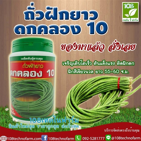 ถั่วฝักยาวดกคลอง 10