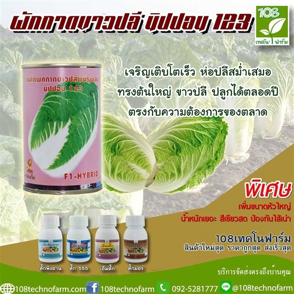 ผักกาดขาวปลีนิปปอน 123