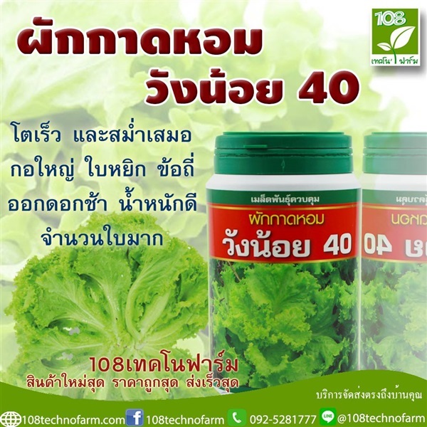 ผักกาดหอมวังน้อย 40