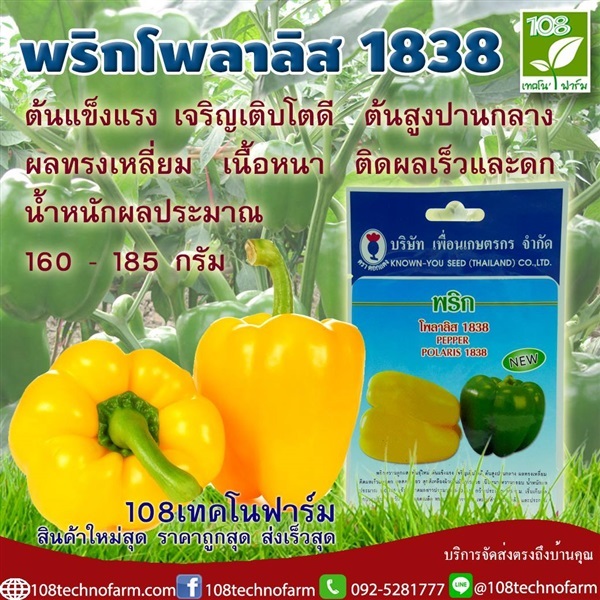 พริกโพลาลิส 1838 | 108เทคโนฟาร์ม - มหาราช พระนครศรีอยุธยา