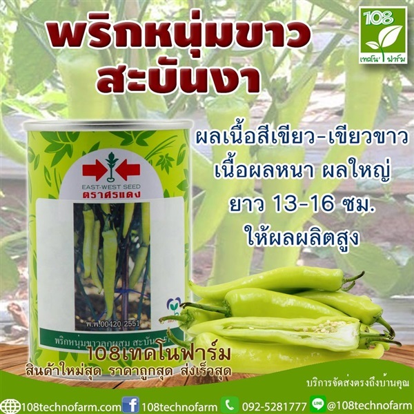 พริกหนุ่มขาวสะบันงา | 108เทคโนฟาร์ม - มหาราช พระนครศรีอยุธยา