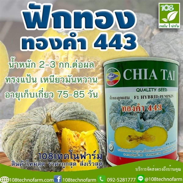 ฟักทอง ทองคำ443 | 108เทคโนฟาร์ม - มหาราช พระนครศรีอยุธยา