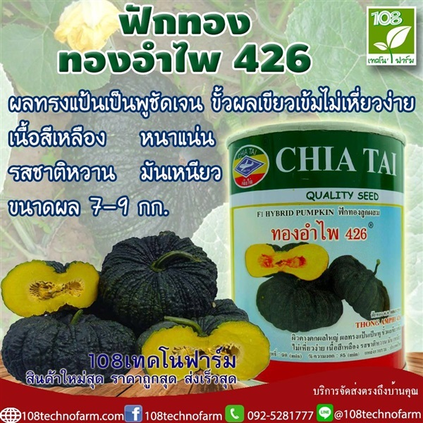 ฟักทอง ทองอำไพ 426