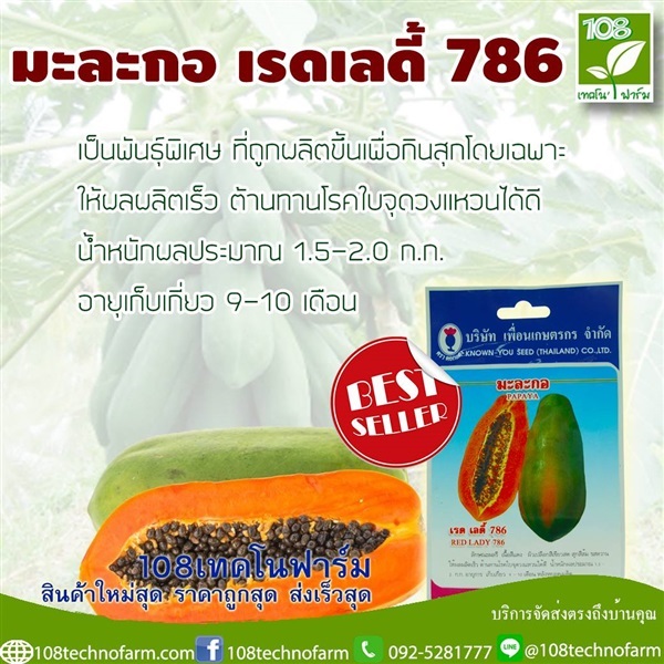 มะละกอ เรดดี้ 786 | 108เทคโนฟาร์ม - มหาราช พระนครศรีอยุธยา