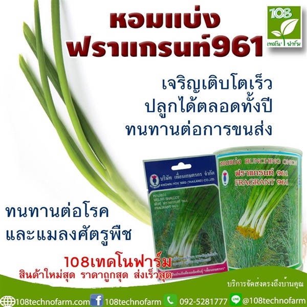 หอมแบ่งฟราแกรนท์961 | 108เทคโนฟาร์ม - มหาราช พระนครศรีอยุธยา