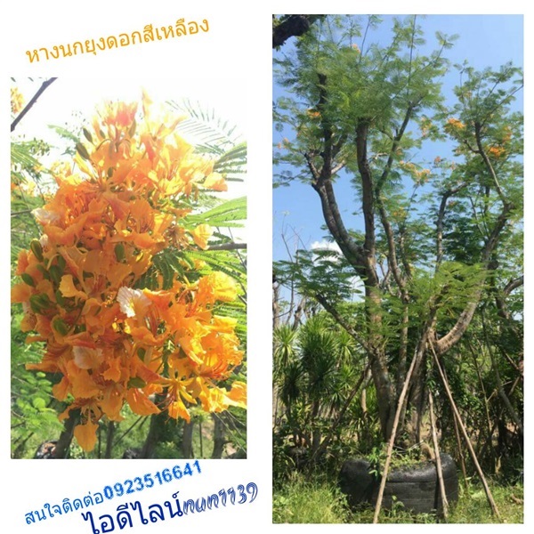 ต้นหางนกยุงดอกเหลือง | สวนป้าควรพันธ์ไม้ -  สระบุรี