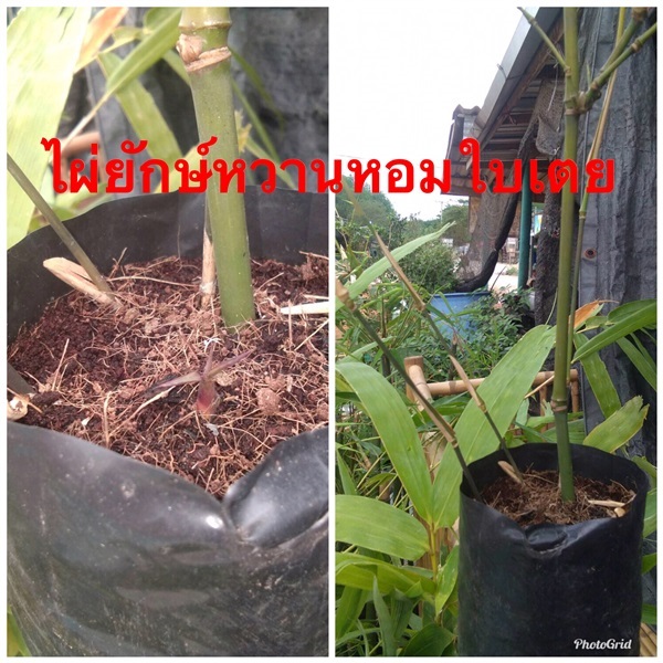 ไผ่หวานยักษ์หอมใบเตย.  | สวนพันธุ์ไม้ ป๊อบ - องครักษ์ นครนายก