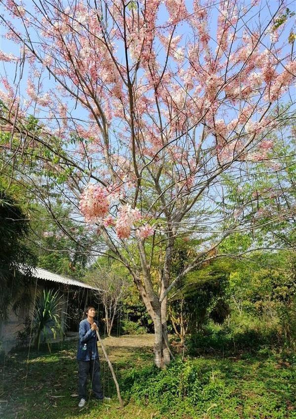 เมล็ดกัลปพฤกษ์ | นาสวนเกษตรธรรมชาติดินเดือนดาว - เชียงคำ พะเยา