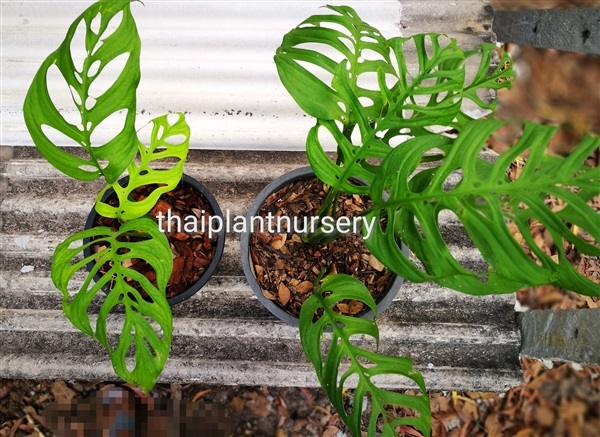 พลูฉลุยักษ์ Monstera epipremnoides | ThaiPlantNursery -  กรุงเทพมหานคร