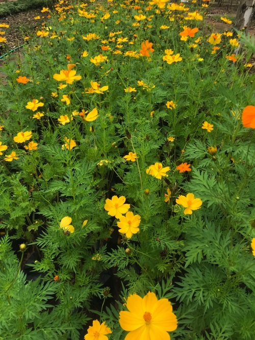 เมล็ด ดาวกระจาย 100 เมล็ด/ถุง Mexican Aster seed