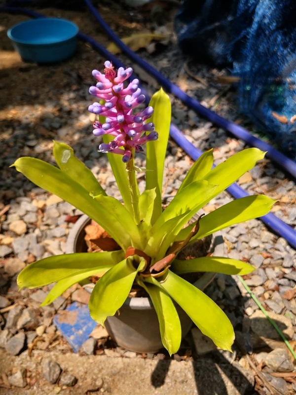 สับปะรดสี ก้านไม้ขีด Aechmea gamosepala