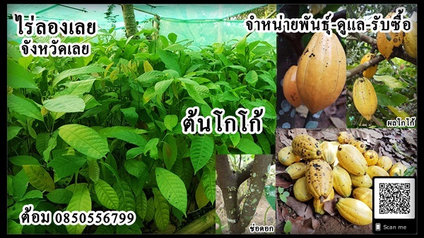 โกโก้ เมืองเลย   | ไร่ลองเลย - นาแห้ว เลย