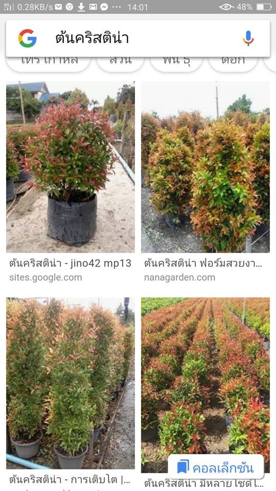 ต้นคริสติน่า จำหน่ายนะคะ  | Drenglish Garden มหาสารคาม - กันทรวิชัย มหาสารคาม