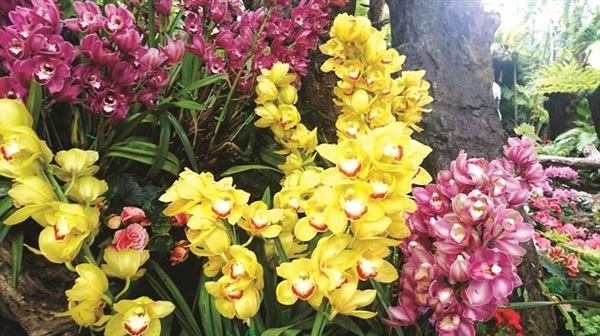 กล้วยไม้ดินซิมบิเดียม ดอกใหญ่ สีสดใส และออกดอกได้ในสภาพอากาศ | Drenglish Garden มหาสารคาม - กันทรวิชัย มหาสารคาม